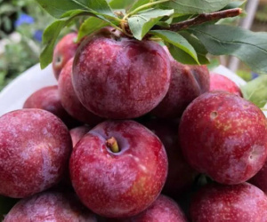 Loại mận đồi đang 'cháy hàng' trên mạng là loại mận gì mà chị em 'thèm không thể cưỡng'?