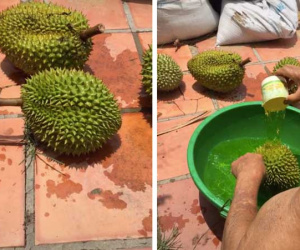Xôn xao với hình ảnh sầu riêng bị nhúng thuốc để đem đi bán, dân tình càng bất ngờ hơn với bí mật đằng sau đó