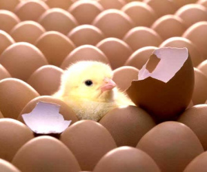 Vì sao gà đẻ gần như mỗi ngày mà mọi quả trứng đều nở ra cùng lúc?