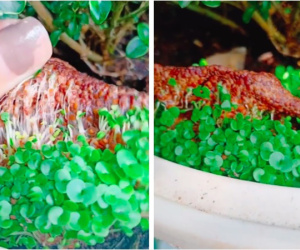 Cô gái đắp mặt nạ xong 'vui tay' mang vất ra chậu hoa và cái kết khiến dân mạng ngỡ ngàng