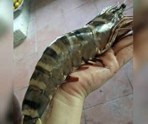 Loại tôm miền Tây to đùng bằng cổ tay đang gây sốt thị trường là tôm gì?