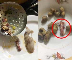 Hết hồn với món mực hấp 'ảo thuật', thành phẩm 'ngót' 5 lần so với ban đầu