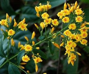 Buồn chuyện gia đình, thiếu phụ 19 tuổi ăn lá ngón tự tử