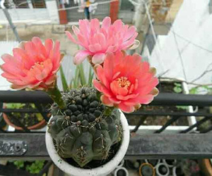 Tuyệt đối không được đặt 5 loại cây này trong nhà kẻo gia đạo bất an, làm ăn lụi bại