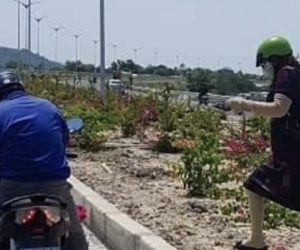 Nhức nhối nạn trộm hoa trên Quốc lộ ngàn tỉ vừa khánh thành