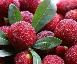Thanh mai Trung Quốc ồ ạt về chợ, giá đắt dân Việt vẫn ăn hàng
