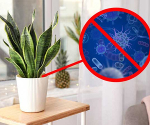 15 loại cây cảnh nên trồng để vừa làm đẹp nhà vừa tốt cho sức khỏe