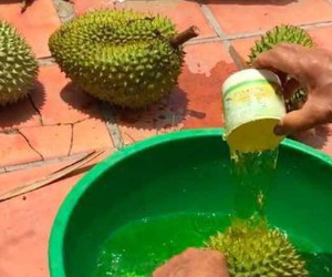 Tiết lộ đáng sợ, không nhúng thuốc không dám bán sầu riêng