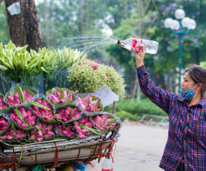 Hoa sen đầu mùa rục rịch lên phố