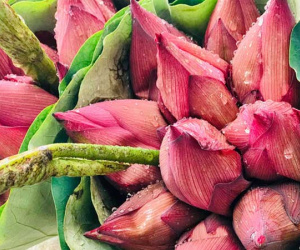 Bỏ tiền thật nhưng mua phải hoa sen giả, khách hàng tự rước cục tức vào mình