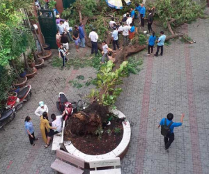 Công ty cây xanh phủ nhận trách nhiệm vụ cây đổ đè học sinh tử vong