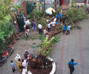 Nhân chứng vụ cây đổ khiến nhiều học sinh thương vong: 'Nghe tiếng cây đổ 'rầm' rất to, sau đó có nhiều cháu học sinh kêu la thảm thiết