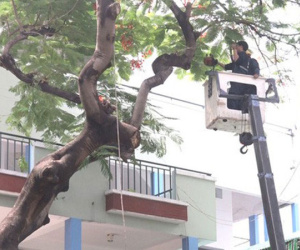 Đốn hạ cây phượng còn lại ở trường THCS Bạch Đằng, học sinh đi học trở lại bình thường