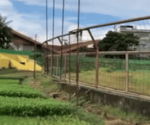 Chuyện lạ: Sân bóng ở Indonesia biến thành... vườn rau mùa dịch Covid-19