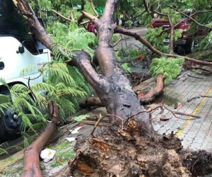 Thêm một cây phượng gần trường Đại học ở Sài Gòn bật gốc đè trúng xe tải, nhiều người đi đường hoảng hồn