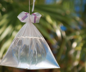 Vì sao túi nilon trắng đựng nước lại đuổi được ruồi?