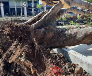 Thêm một cây phượng đường kính hơn 1 m bật gốc trong sân trường