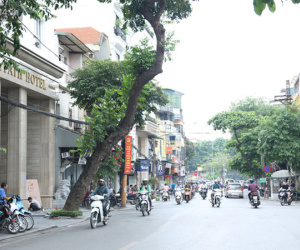 Ảnh: Cận cảnh hàng loạt cây xanh mục gốc, ngả hướng ra giữa đường ở Hà Nội