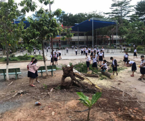 Bình Dương: Cây phượng trong sân trường bật gốc, ngã đổ ngay sau khi học sinh ra về