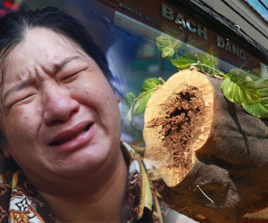 Toàn cảnh vụ cây phượng bật gốc, đè 13 học sinh thương vong trong 5 giây ở sân trường