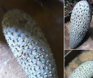 Cô gái đăng đàn khoe quả sầu riêng dị dạng như bị đột biến, dân mạng chỉ ra ngay một 'điềm báo' chẳng lành
