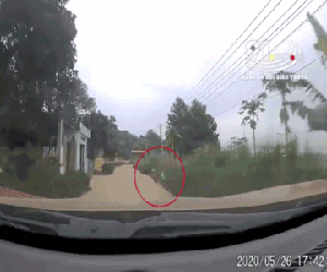 Video: Từ bụi rậm đột ngột lao ra, cậu bé khiến lái xe bán tải toát 'mồ hôi lạnh'