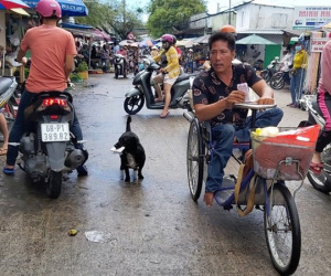 Chú chó ngậm vé số theo chủ tật nguyền mưu sinh ở Phú Quốc ‘đốn tim’ dân mạng
