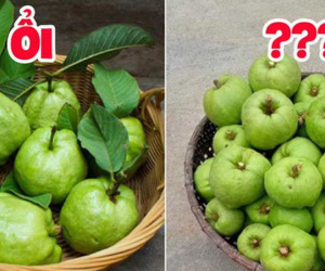 Tưởng là ổi nhưng hoá ra loại trái cây này đã khiến biết bao người nhầm lẫn, còn được xem là 'cụ tổ' của các loại quả chua