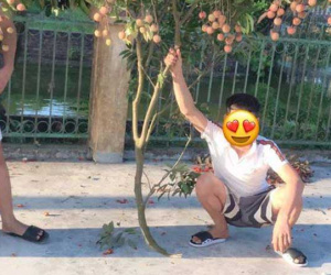 Khoe 'chiến lợi phẩm' trộm vải nguyên cả cành chẳng khác nào 'bứng cả nửa cây', thanh niên khiến cộng đồng mạng phẫn nộ
