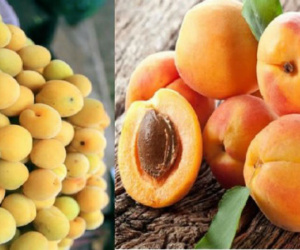 4 loại thực phẩm đầu bảng có thể giúp giảm nguy cơ mắc ung thư, ai cũng nên ăn mỗi ngày