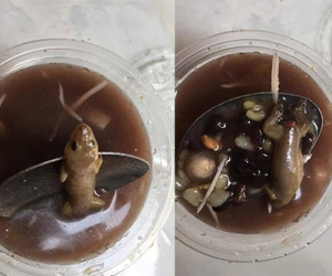 Cô gái choáng váng khi đang ăn chè thì vớt được con thạch sùng đứt đuôi!