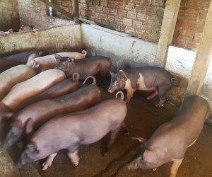 Giá lợn giống khoảng 4 kg có giá gần 2 triệu đồng, nông dân khó tái đàn