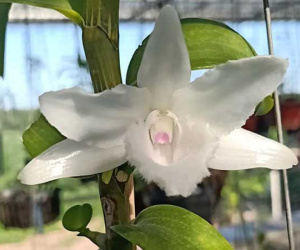 Vườn lan đột biến giá hàng chục tỷ của ông chủ kín tiếng Hà thành