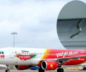 Rắn xuất hiện trên chuyến bay từ TP HCM