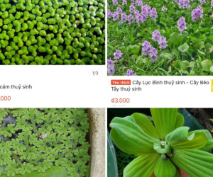 Ở quê bỏ đi lợn cũng không ăn, lên mạng bán 50 ngàn/cây