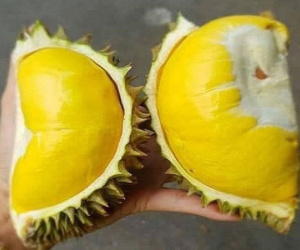 Thực hư sầu riêng Thái Lan nằm gọn trong lòng bàn tay, múi dày siêu ngon 50.000 đồng/quả