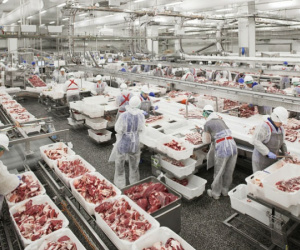 Chỉ 60 ngàn/kg, thịt lợn giá rẻ, khó nhập đủ cho dân ăn