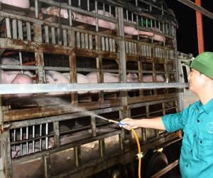 Tham lãi đậm, thịt lợn ế chợ, dân buôn quyết không giảm giá
