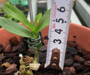 5 triệu đồng mua được 1 centimet, loại cây này có gì đặc biệt mà gây 'sốt' làng cây cảnh