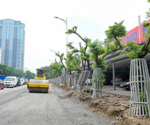 Hàng cây sưa đỏ trên đường Nguyễn Văn Huyên được “mặc áo giáp”, lắp camera theo dõi để chống trộm