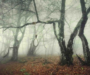 Khu rừng tự sát Aokigahara: Nơi tăm tối và im lặng tuyệt đối với những câu chuyện rùng rợn đầy ám ảnh