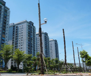 La liệt cây xanh bị cụt ngọn, chết khô trên con đường 'nghìn tỉ'