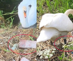 Tổ trứng bị nhóm thiếu nhiên ném vỡ nát, chim thiên nga mẹ gục chết ngay bên cạnh vì quá đau lòng
