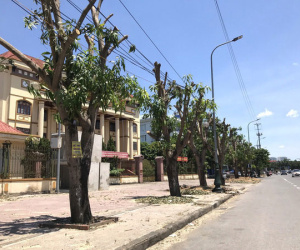 Hàng loạt cây xanh ở thành phố Vinh bị 'cắt trụi' trong nắng nóng đỉnh điểm