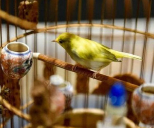 Đàn chim quý tộc trị giá 10 tỷ: Ở điều hòa, có 'bảo mẫu' chăm sóc