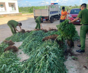 Trồng hơn 1 ha cây cần sa để… cho gà ăn!