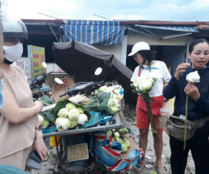 Tết Đoan Ngọ sen trắng cháy hàng, 100 ngàn/bó khách tranh nhau