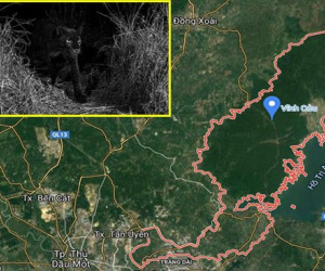 Xôn xao thông tin xuất hiện 2 con báo đen ở Đồng Nai