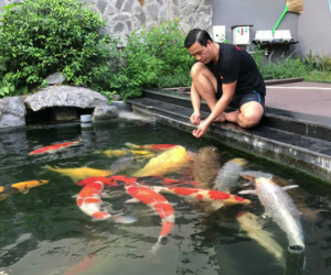 Đại gia kín tiếng Sài thành sở hữu đàn cá Koi 'vạm vỡ, độc nhất vô nhị', có con giá nửa tỷ