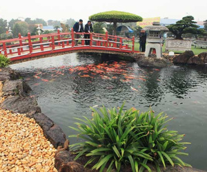 Chơi cây cảnh tiền tỷ chưa đã, đại gia nổi danh Thái Nguyên mua hẳn đá quý làm hồ cá Koi